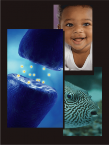 Image showing a baby, a synapse, and a black and white fish.